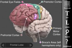 3D Brain app